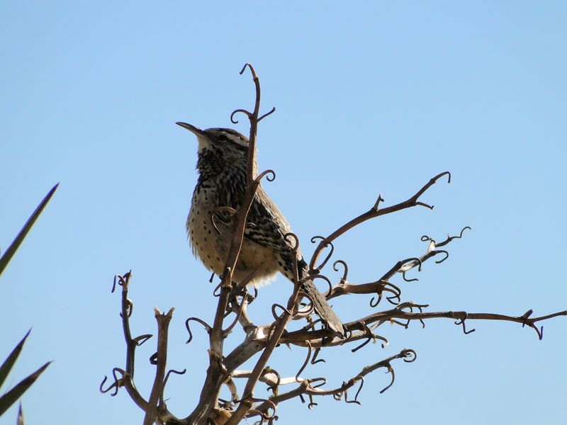 Cactus Wren