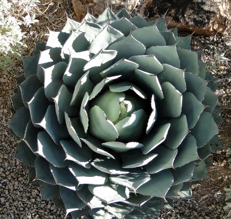 Desert Rosette
