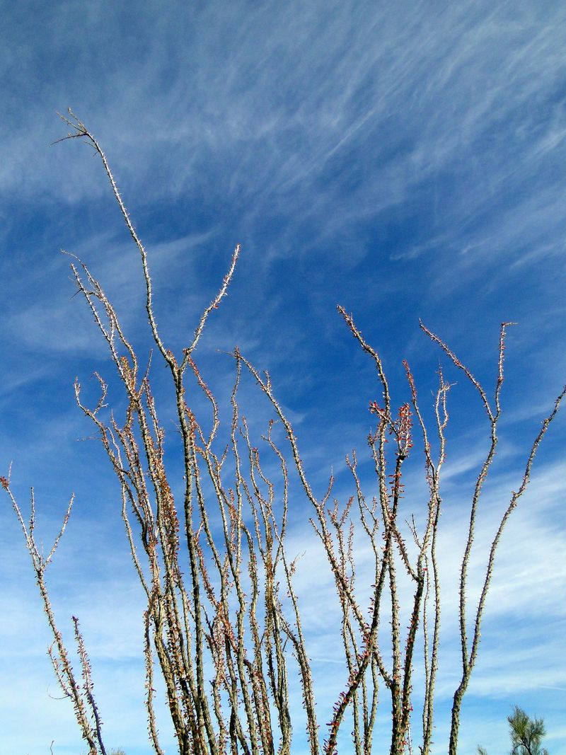 Ocotillo Sky