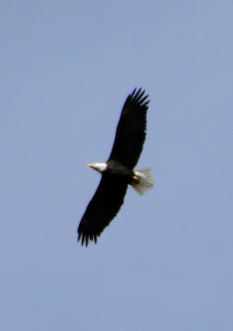 Eagle Spread