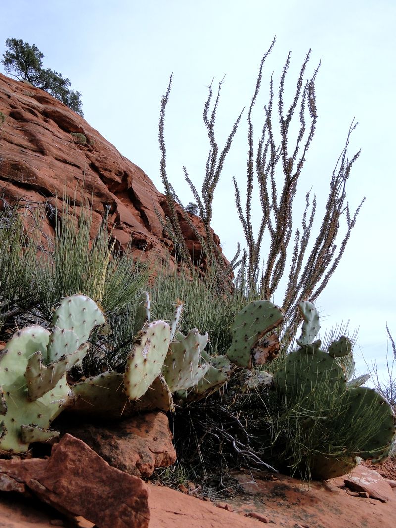 Ocotillo Cactus