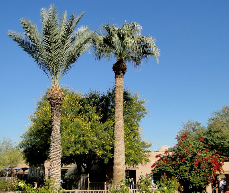 Palms in Phoenix