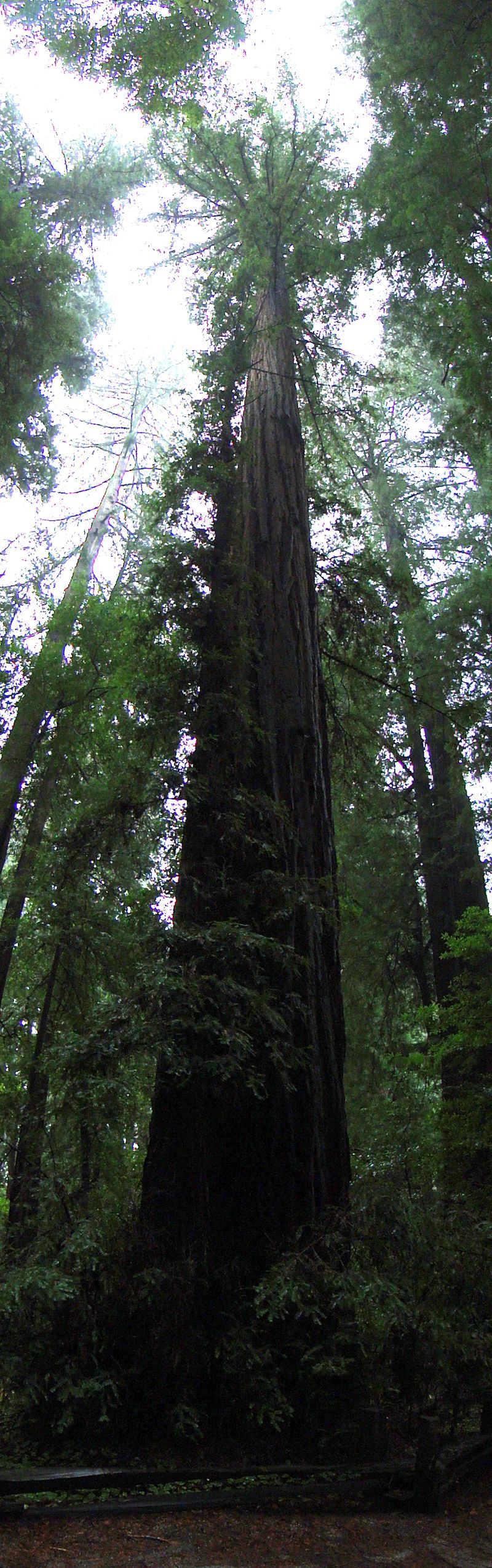 Look Redwoods