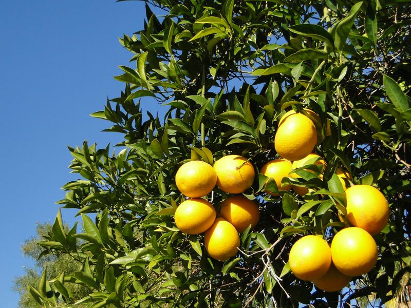 Phoenix Citrus