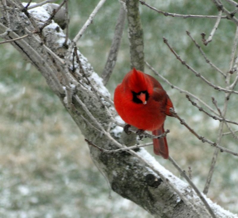 Cardinal Christmas
